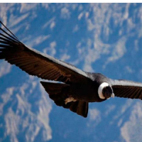 Condor Cross